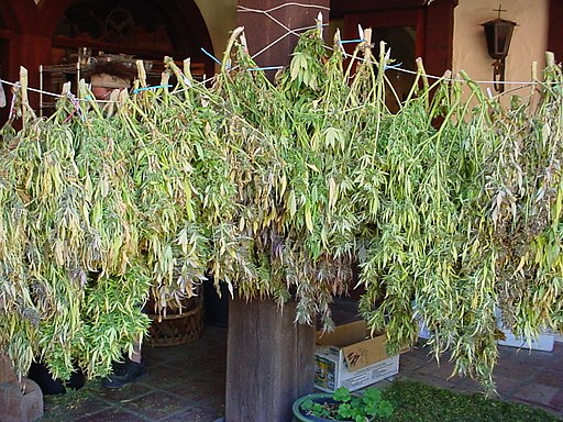 Marijuana plants being dried before use