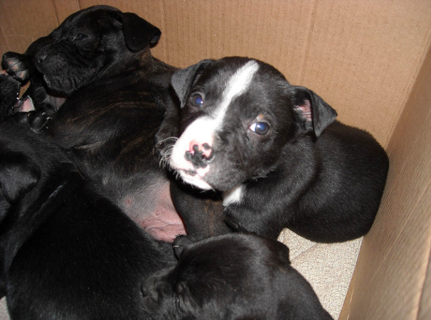 A group of black pit bull puppies in a box.